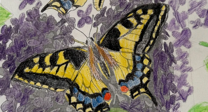illustration papillon